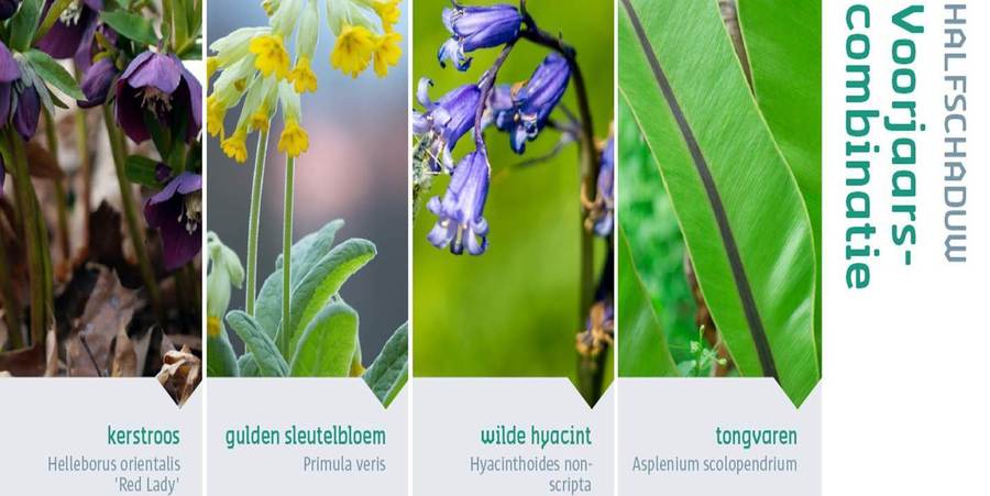 Collage van kerstroos, gulden sleutelbloem, wilde hyacint en tongvaren Collage van kerstroos, gulden sleutelbloem, wilde hyacint en tongvaren